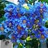 Buy True Blue Crape Myrtle | True Blue Crape Myrtles | True Blue Crape