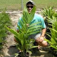 Alexander Palm Tree For Sale Buy Palm Trees At Low Prices