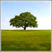 Laurel Oak -<br>Quercus laurifolia