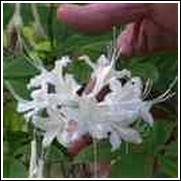 Sweet White Native Azalea Shrub