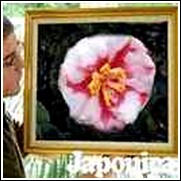Laura Walker Peppermint Camellia