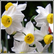 Daffodil Canaliculatus Bulbs